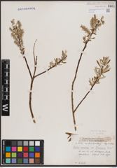 Foto von Salix candida Flüggé ex Willd.